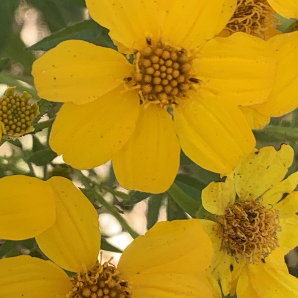 4.2 Charity Miles for Fighting Blindness. I’d be grateful for your support. If you’re in a position to do so, please click here to sponsor me.

miles.app.link/e/ww9QDorK0ub