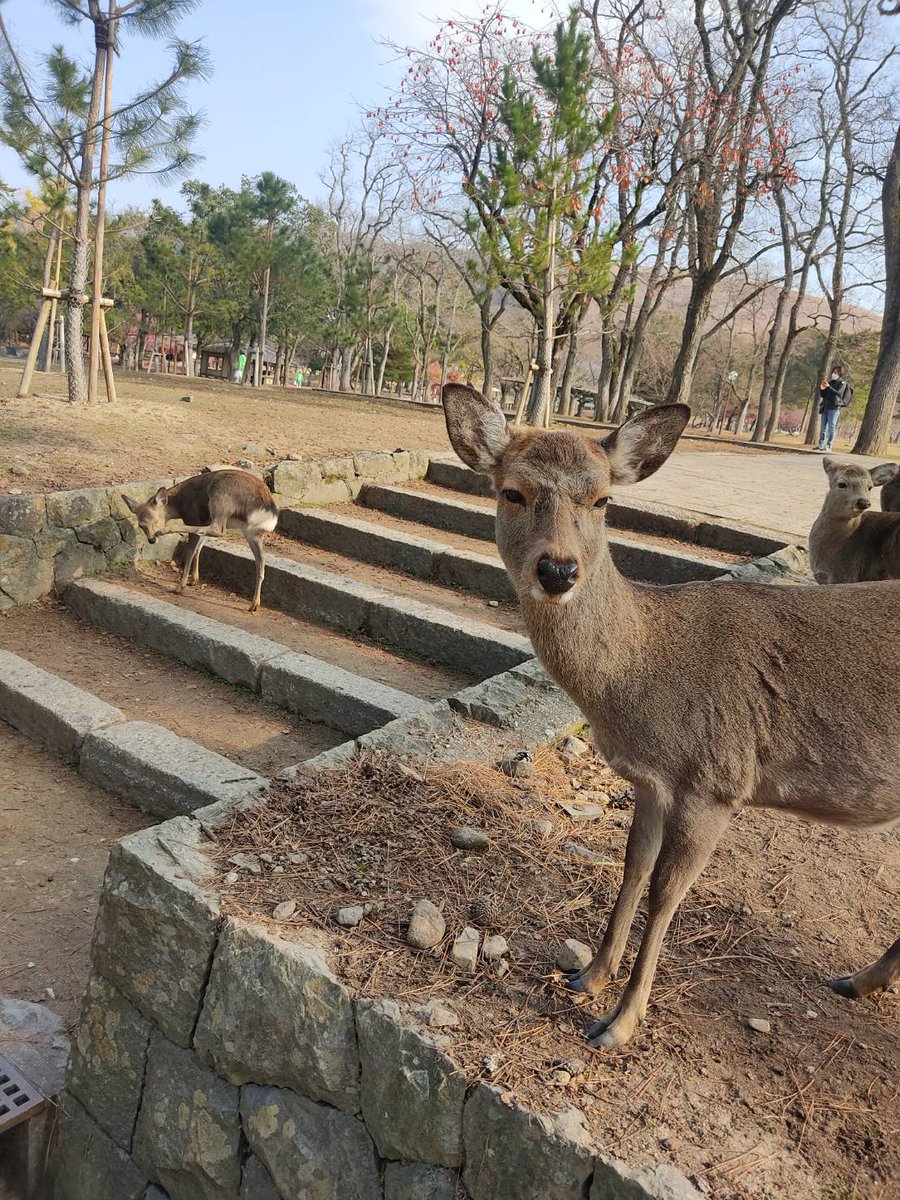 370　２歳娘　パワフルすぎる tweet media