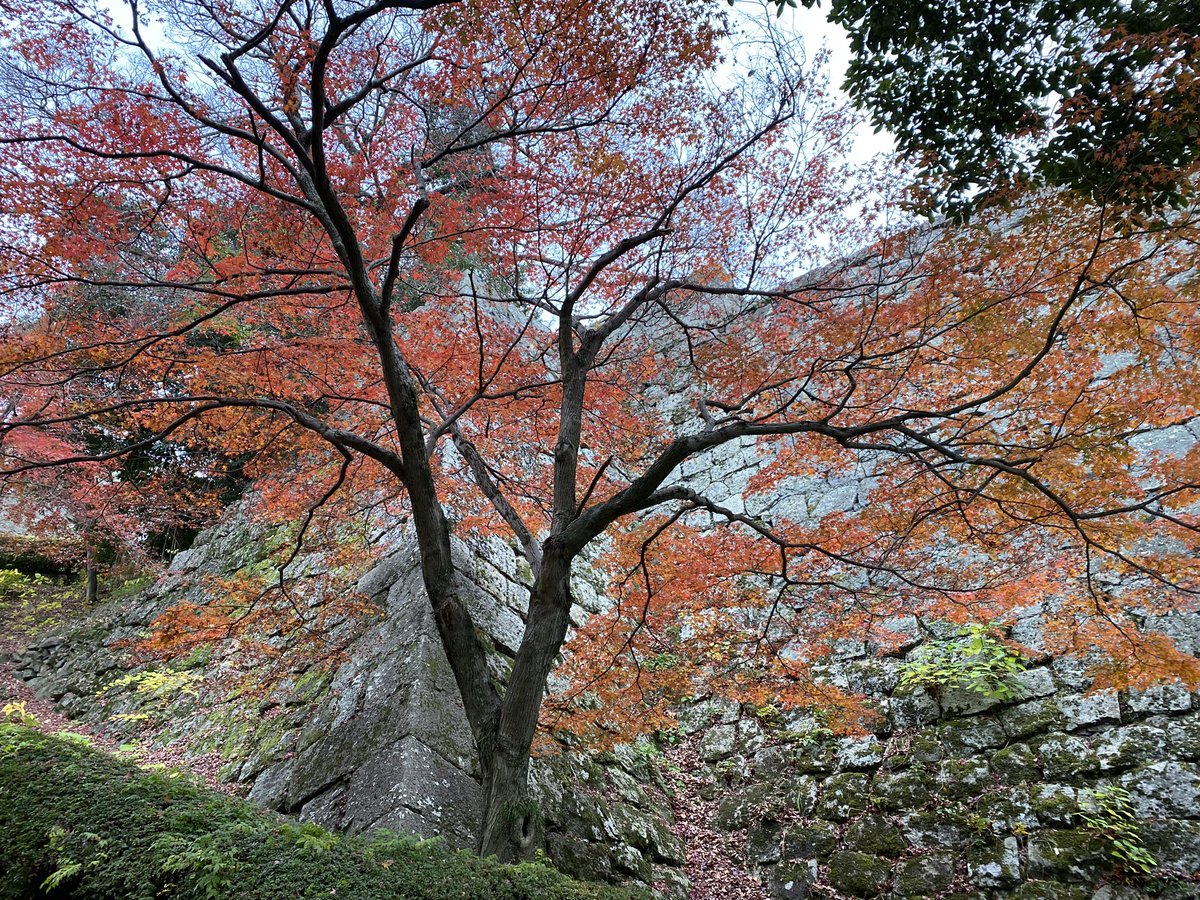 「丸亀城の紅葉も見納めかな? 」|平田カリンのイラスト
