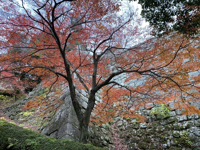 丸亀城の紅葉も見納めかな? 