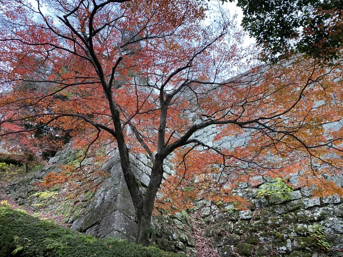 丸亀城の紅葉も見納めかな? 