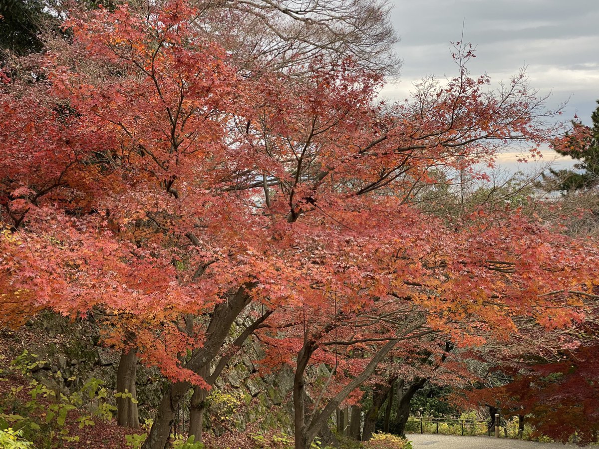 「丸亀城の紅葉も見納めかな? 」|平田カリンのイラスト