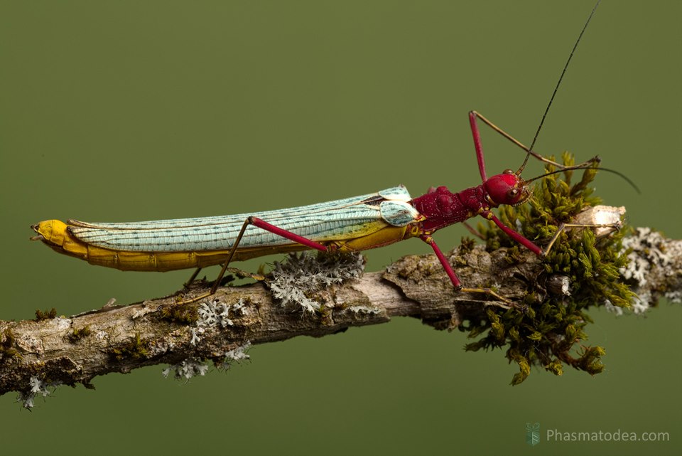 In case you haven't already seen, there was an amazing new species of stick insect described last week. Everyone definitely needs to see this phasmid!

Photos by Bruno Kneubühler

researchgate.net/publication/36…