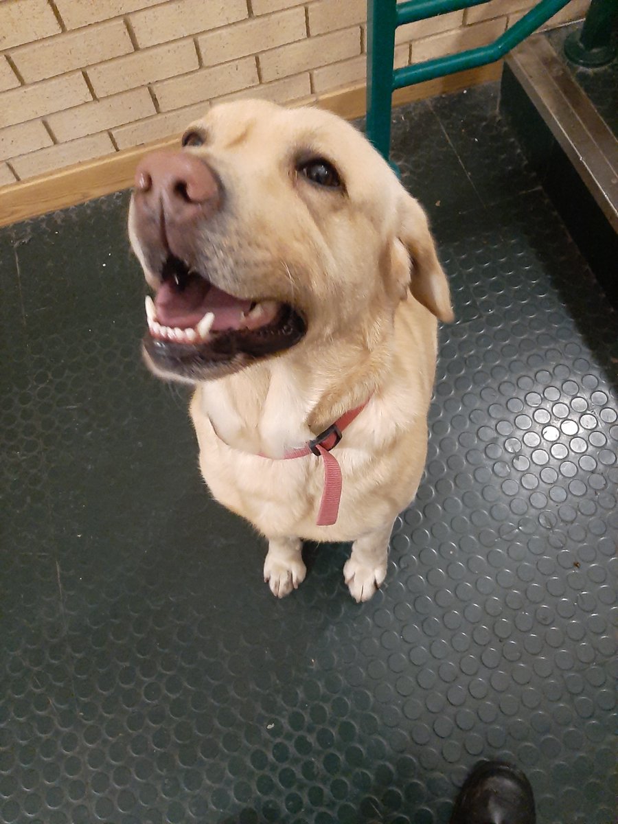 Police in South Armagh have located a dog in the Drumintee area at 3 o'clock this morning running about on the Drumintee Road. If you own this dog or recognise it and know the owner, please call 101 and quote CC123. Thank you.