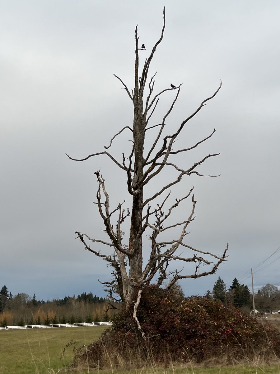 NancyPettit's tweet photo. I love this old dead tree, I especially like that there are crows in it. #whatisee #ilikecrows https://t.co/eD76Mhp2VR