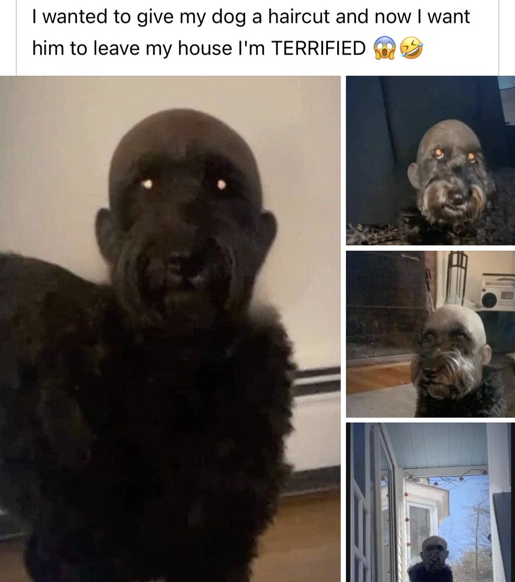 justjee22's tweet photo. @beaubanx @UVerse14 @becomingjessica @victoriaagisele Look at this dog 😭😭 https://t.co/pj8N2Dwv8H
