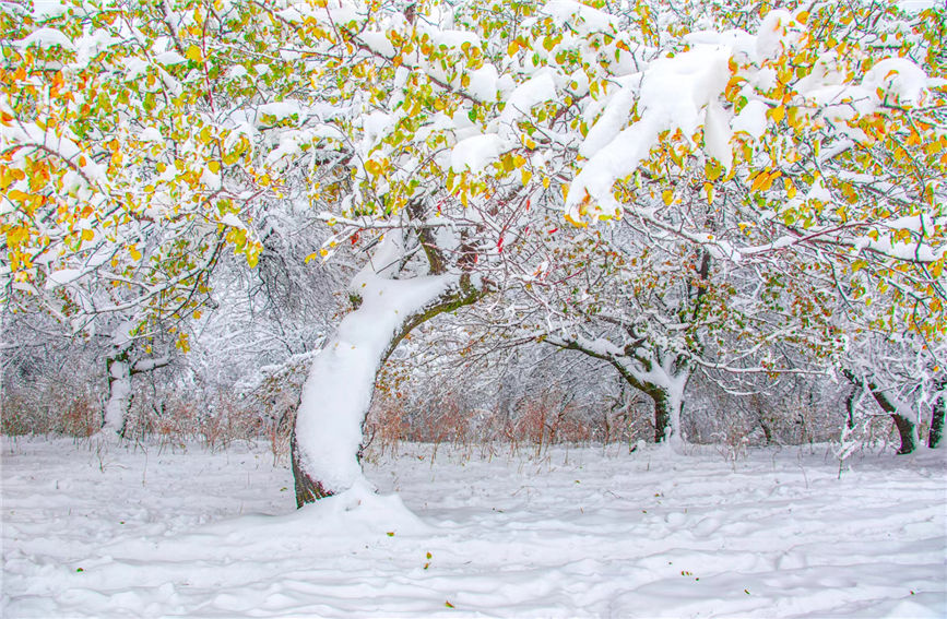 guanww's tweet photo. "Apricot Valley" in Narat scenic spot Xinyuan county, Ili Kazak Autonomous Prefecture, #Xinjiang, recently saw its first snow of the winter! https://t.co/ejow3He6fx