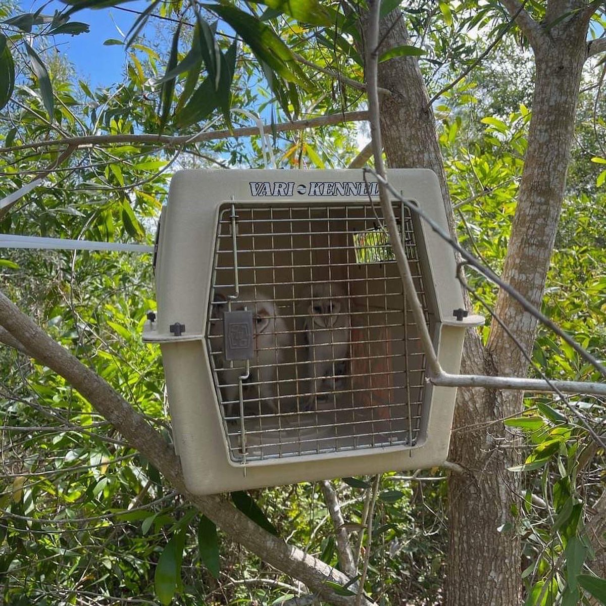 CROW Clinic tweet media