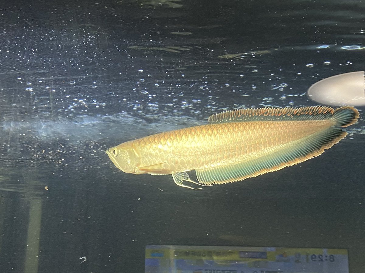 ポリプテルス Twitter Search Twitter