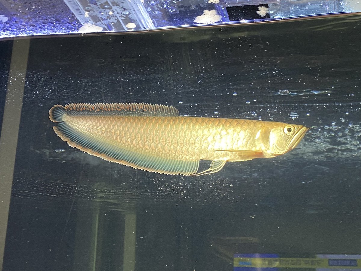 ポリプテルス Twitter Search Twitter