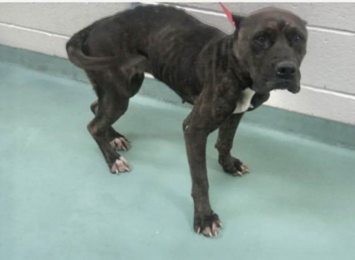 reddogsusie's tweet photo. #TN #MEMPHIS
🆘🆘WELFARE CONFISCATION Big Mama 4yr 6mo HW+ Weighing just 37lbs, this Sweet Girl has had a rotten life. Clearly Uncared for & Not fed well-she must long for a full belly & happy Life! Pls #ADOPT #PLEDGE #RESCUE #FOSTER #MASA18923 PLS HELP🙏🏻
https://t.co/Wn2LmCEPSs https://t.co/HvqpX01ZZp