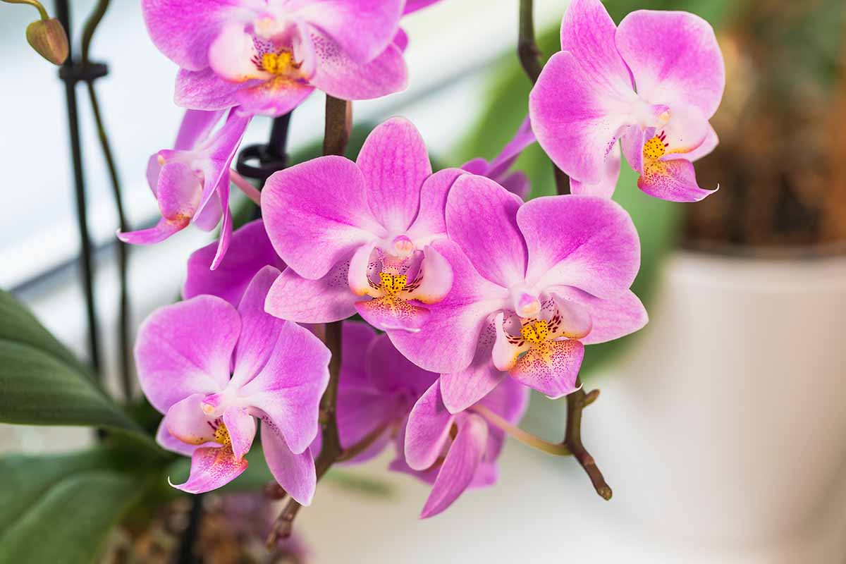 Gardener's Path on Twitter "How to Encourage Orchids to Rebloom Are you wondering if it's