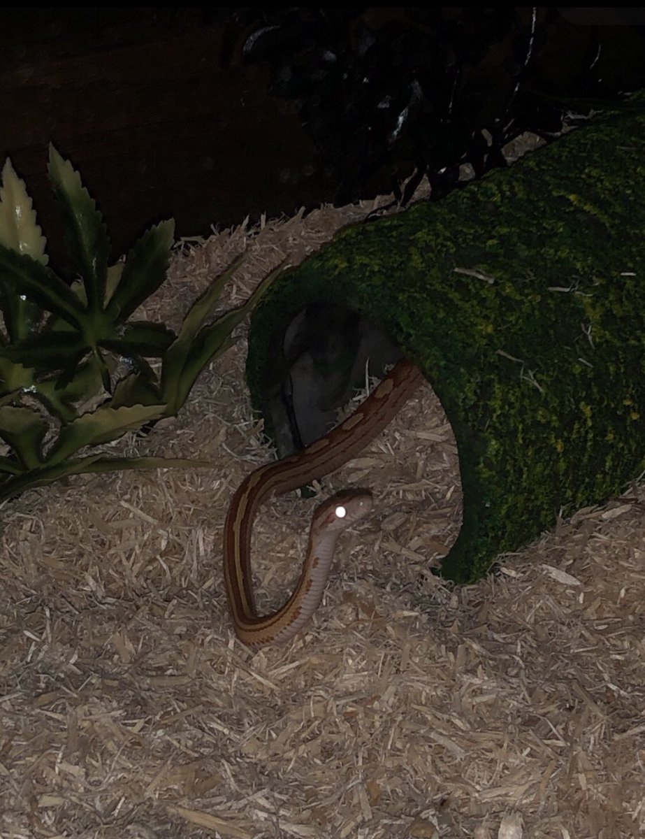 johnny05gage's tweet photo. This is my new snake Rusty, named after Rusty from Thomas the Tank Engine. Also I still have my other snake Ermac I just decided to get a new one :) #cornsnake #snake #newsnake https://t.co/3wi5DpxXeQ