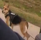 DENTONPD's tweet photo. MISSING DOG | Violet, a German Shepherd service dog, was last seen in the 3300 block of Colorado. Her owner was transported to a local hospital, so we are working to track her down for him. Violet is chipped, and wearing a service dog vest. https://t.co/9b034tNrlZ