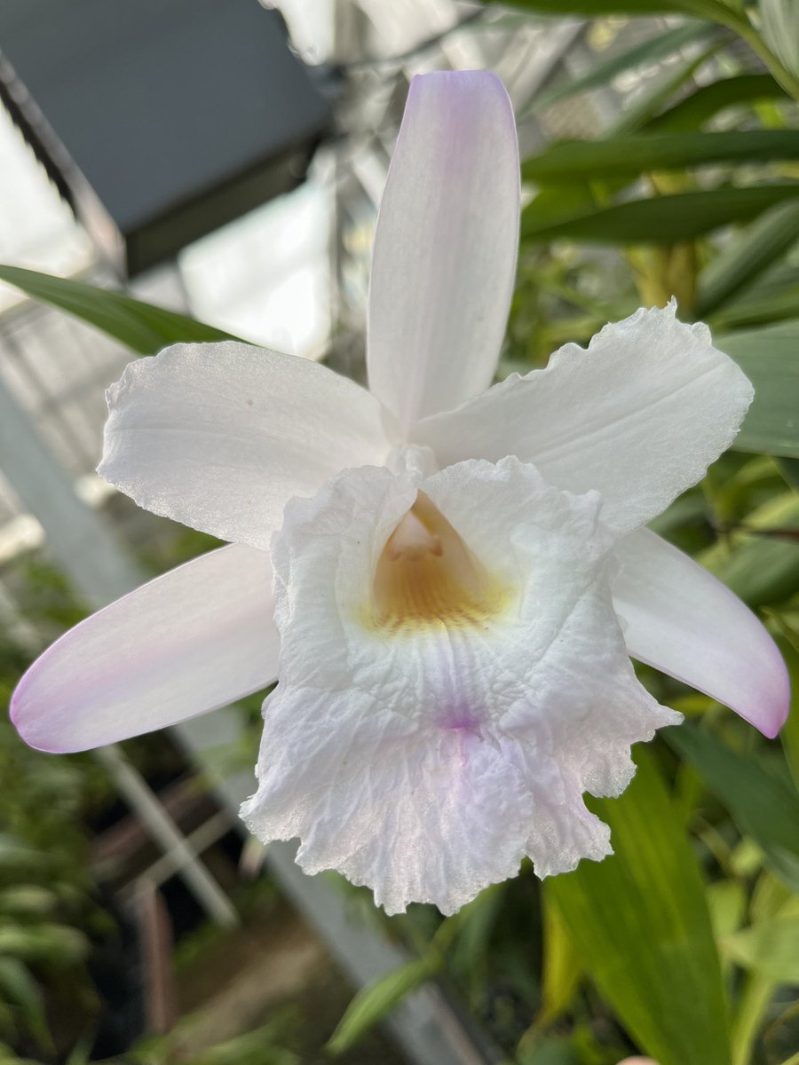 #SobraliaSunday in #sanfrancisco a #lovely #color #variety #orchid #flower a #bigflower with a #nice #perfume use in #gardendesign and #tropical #garden #gardening #theorchidwhisperer