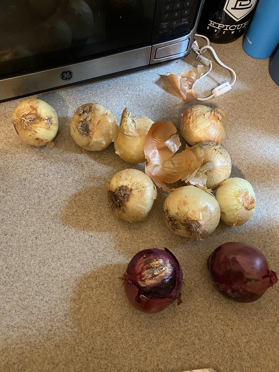 Anna_Lab97's tweet photo. @StopandShop I had my grocery pick-up today and ordered 3 bags of onions. Out of the 3 bags, I threw away 2 of them. I was disgusted to see black mold all over them. It’s sad that employees would pick these as fresh produce. https://t.co/VqxOky624p