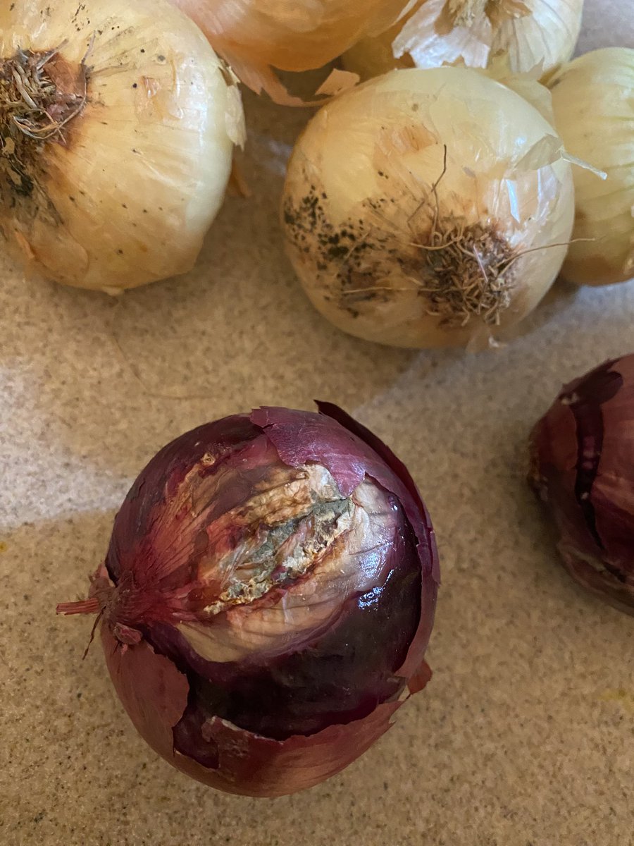 Anna_Lab97's tweet photo. @StopandShop I had my grocery pick-up today and ordered 3 bags of onions. Out of the 3 bags, I threw away 2 of them. I was disgusted to see black mold all over them. It’s sad that employees would pick these as fresh produce. https://t.co/VqxOky624p