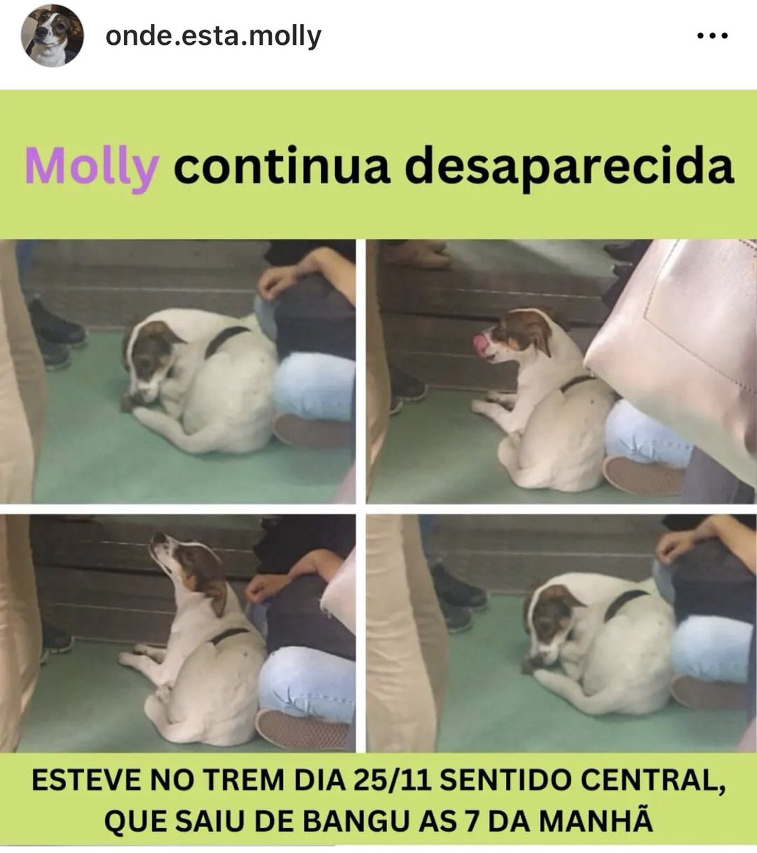 biocavalieri's tweet photo. Ajudem a encontrar a Molly! Por favor! @BiancaSaguie https://t.co/VFWrWlk7Oj