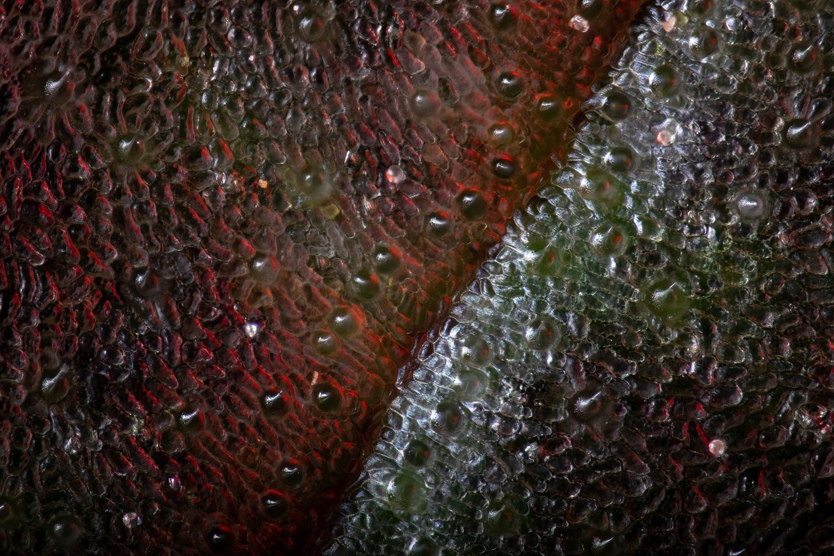 IthacanGenetics's tweet photo. Top side of a fan leaf, grc x bbc by #square1genetics
Mitutoyo 20x objective
Canon 5dmkIV
Helicon Focus
#CannabisCommunity
#macro https://t.co/EQKBAXKXTY