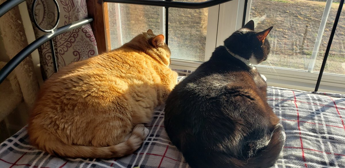 TheRealJenH's tweet photo. Sunday sunnies
#CatsofTwittter #AdoptDontShop #sundayvibes https://t.co/VW98Cbk4Kb