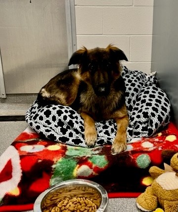 GuelphLostPets's tweet image. This black &amp;amp; brown female shepherd mix dog was found on Farley Dr in #Guelph's south end on Dec 11. If she's yours or you have any info contact the humane society at 519-824-3091 or lostandfound@guelphhumane.ca (shelter id 51685179)