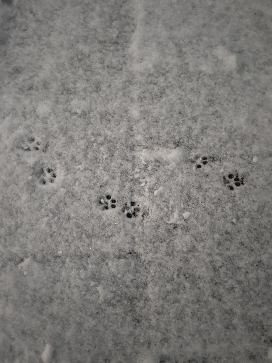 Teddy has his pajamas on inside out and backwards! First snow of the season. 🐾