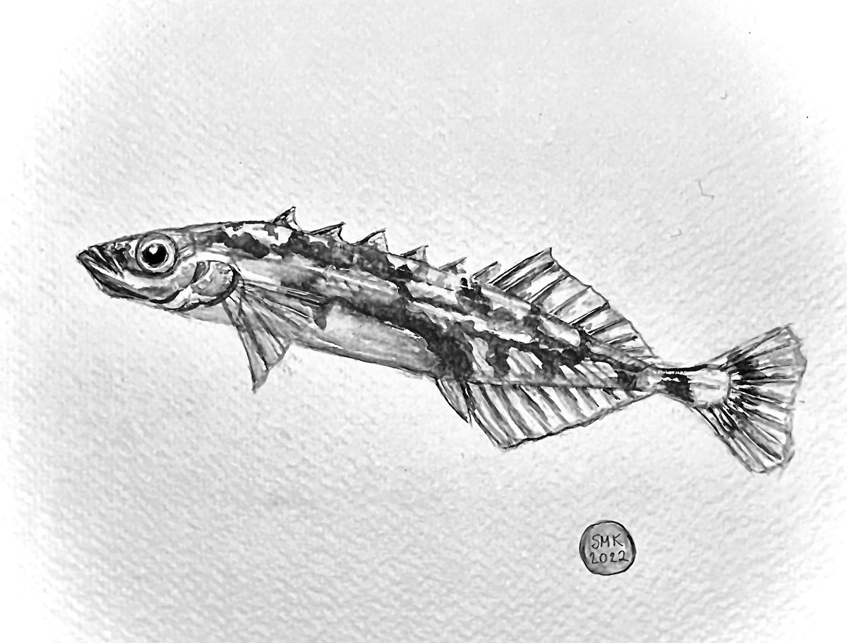 shana_katzman's tweet photo. For this week’s #sundayfishsketch , a brook stickleback https://t.co/pZuqNnIBzB