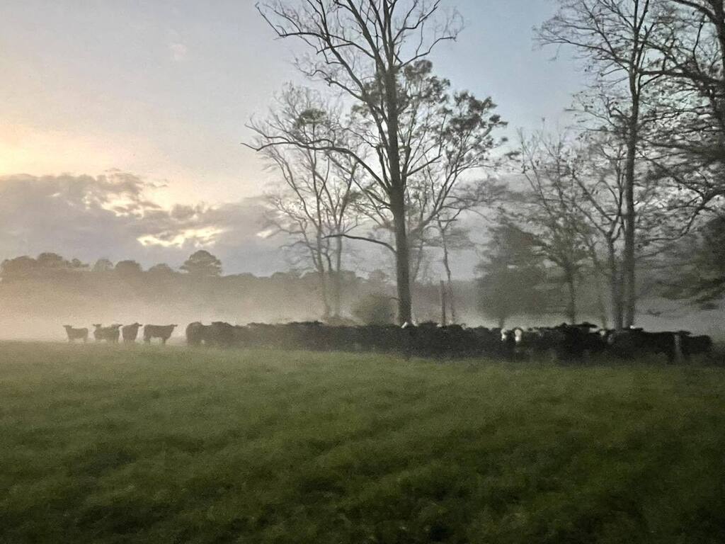 This sight is incredibly symbolic of everything for which we’ve been working so hard for as long as we’ve known each other. 

#farmlife #knowyourfarmer #replacementheifers #familyfarm #nofilterneeded #beefcattle #relationshipgoals #warmsmyheart #highrisk… instagr.am/p/CmC9d16LIhn/