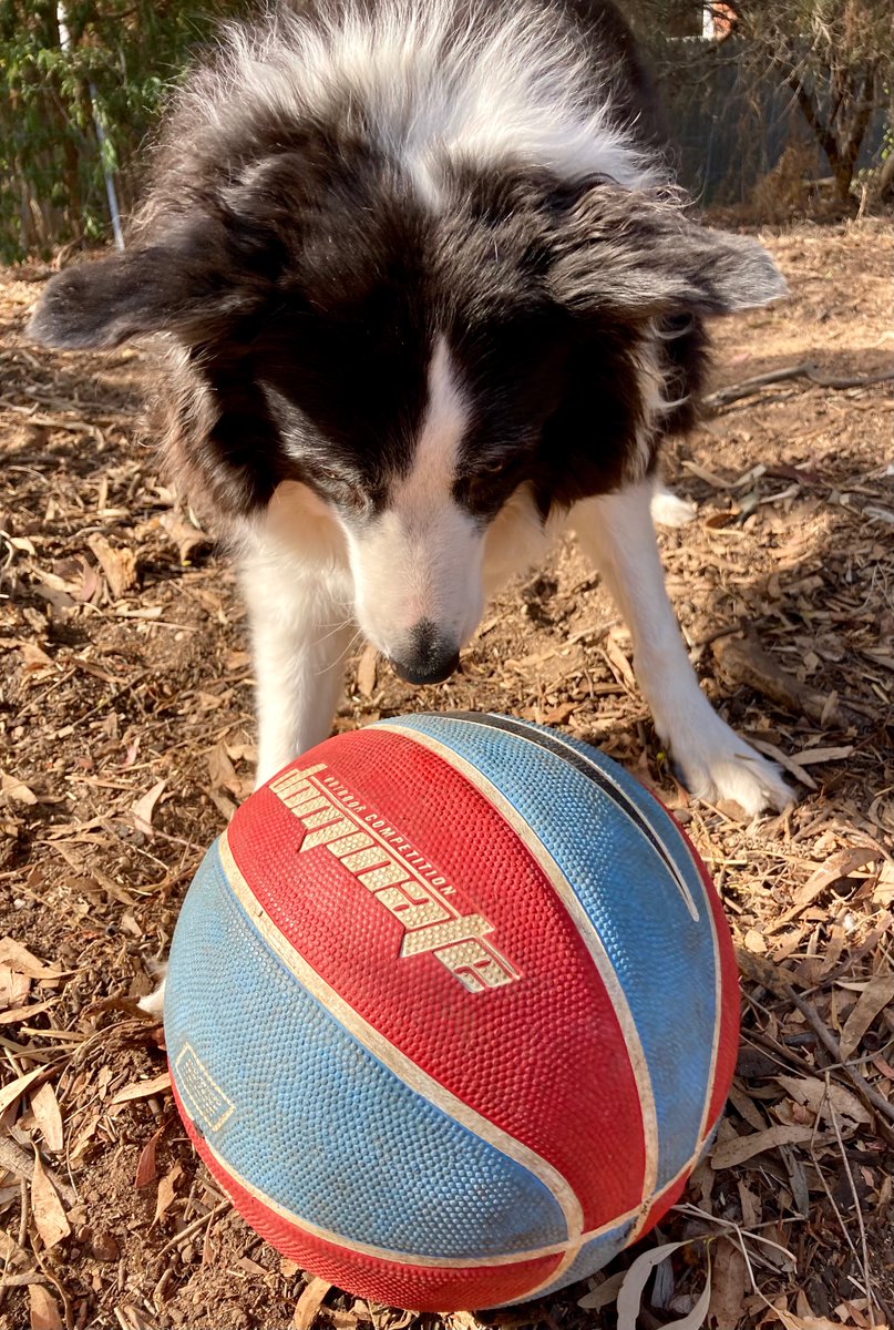 WePublicHealth's tweet photo. @MegBastard @MelissaSweetDr @DrRuthAtLarge @rocklilydesign @mariemcinerney @timsenior Love it...we have a ball obsessed dog too #PetsOfCroakey https://t.co/puZcHiPwAu