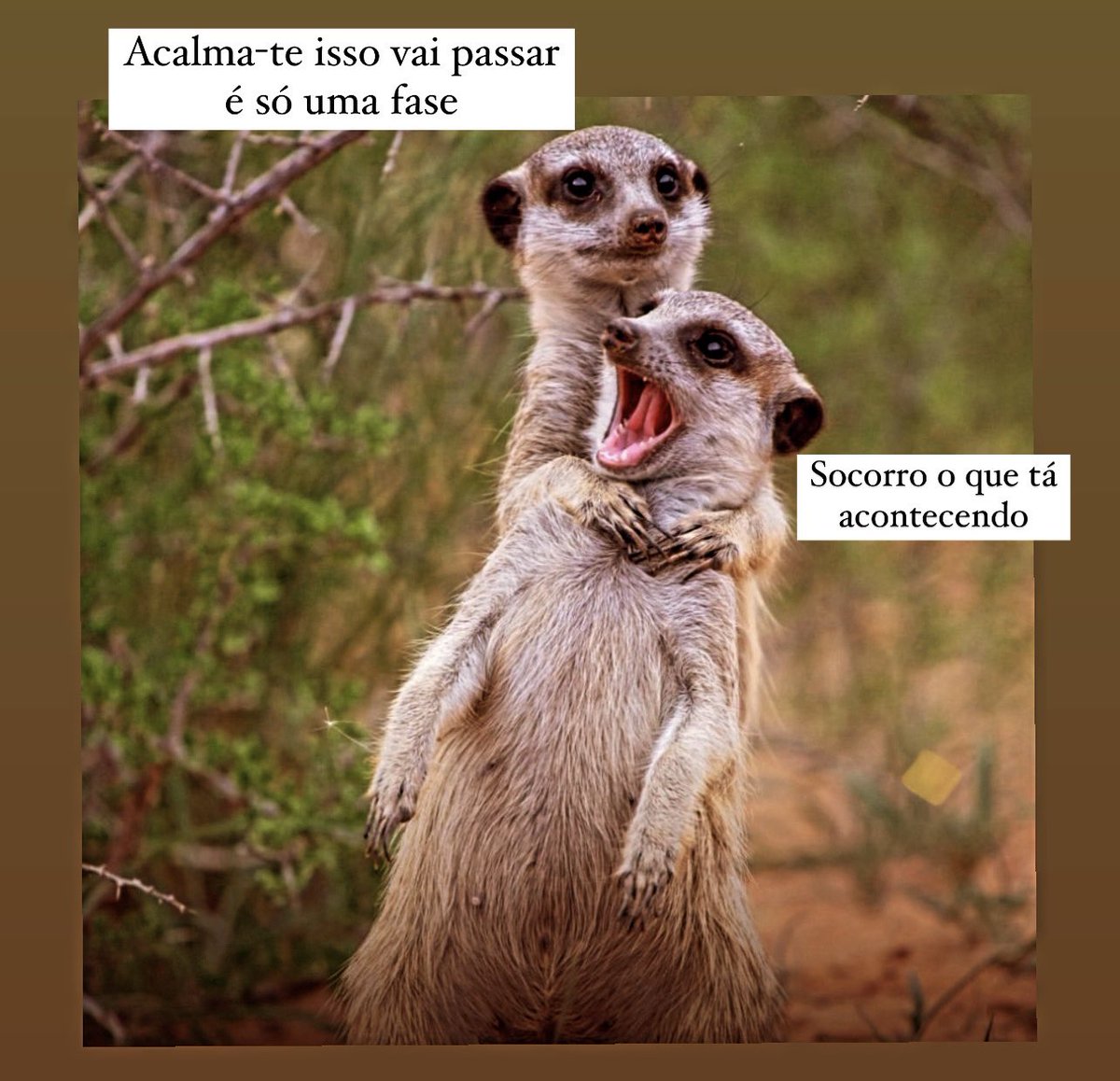 O BRASILEIRO NESTE MOMENTO: