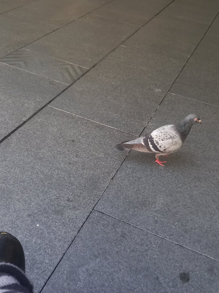 shortcakeluvs's tweet photo. pigeon I made friends with, blurry photo of some yummy bread and the water https://t.co/LdvcI7fOJk