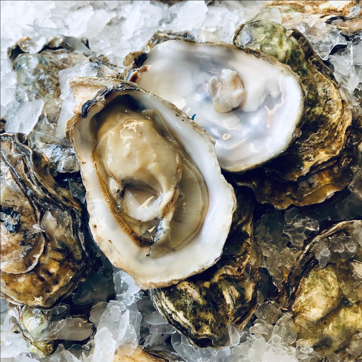 willapaoysters's tweet photo. Luscious Willapa Oysters - Very Fresh - Very Clean - Very Cold - https://t.co/6YUxNVLa1e https://t.co/GUqdE3if3a