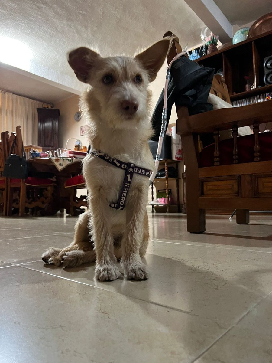 michoacan_es's tweet photo. 🚨ENCONTRADO  🚨¿Lo reconoces ? 
Favor de compartir para poder llegar con su dueño, se encontró en avenida acueducto a la altura del bosque Cuauhtemoc al rededor de las 13:00 hrs de este domingo, no cuenta con placa ni collar. 
CONTACTO VÍA INBOX #Morelia https://t.co/ZrOxSsjSUo