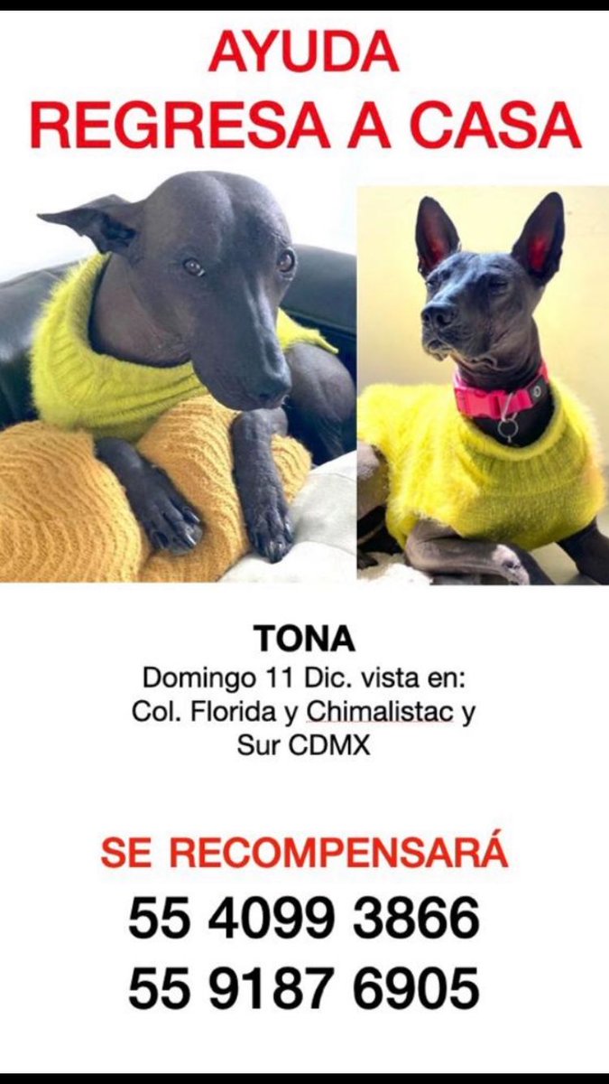 sakmian's tweet photo. Estamos buscando a Tona #PerrosPerdidos  #PerrosPerdidosMx #PerrosPerdidosCdmx #Cdmx #ParquelaBombilla hay #recompensa #gratificacion https://t.co/PRumcjtxlp