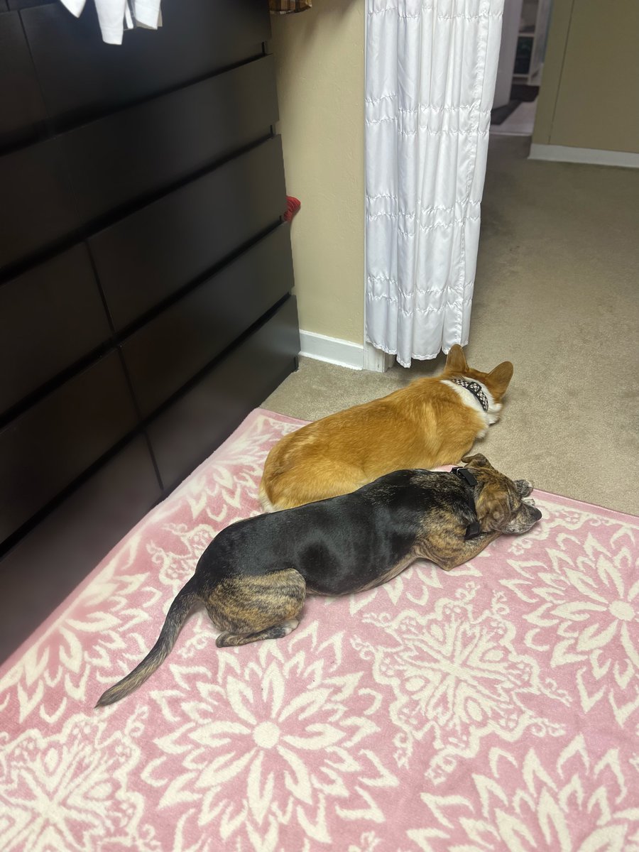 Allentown1711's tweet photo. These two 💛🤎 #PoppyGrace #TurboB 🐾💫 https://t.co/Jewqaj5xlZ