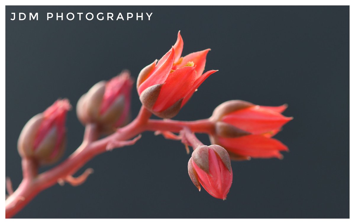 JDMPhotography5's tweet photo. Simple Succulent... #Plant #Plants #Flowers #Flower #Nature #Photography #Photo #picoftheday #Canon #Canon90D https://t.co/QO8osFC5CV
