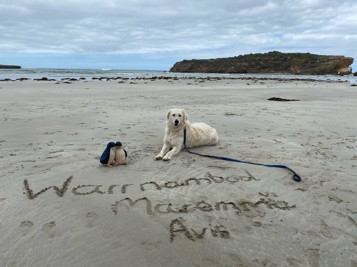 🐾🐧We are excited to announce that bookings are now open for the Penguin Protectors Warrnambool educational experience this summer!🐾🐧
BOOK NOW: book.bookeasy.com/middle-island-…

You can also find out more information on our website: warrnamboolpenguins.com.au/education 🐾🐧