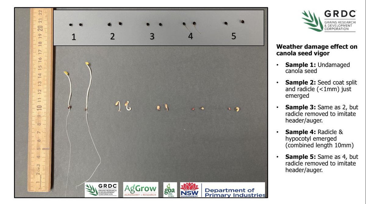 Tolerances for retaining weather damaged canola seed is extremely small. Any visual symptoms is likely to produce seed with low vigor (& hence poor establishment for next year). Conduct a seed vigor test if you have any doubt. @GRDCNorth @NSWDPI_AGRONOMY