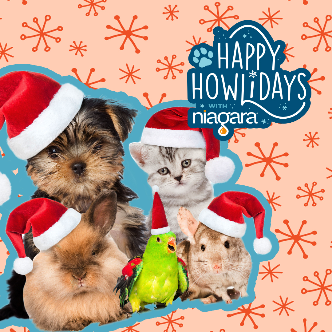 Niagara Water (@niagara_water) on Twitter photo Happy Howlidays is in full swing! Weāre donating $10,000 to local animal rescues in need. Help us raise awareness and tag <a href="/Niagara_Water/">Niagara Water</a> in a photo of your furry (or non-furry) pets all dressed up for the season with #HappyHowlidays @HOUPetsAlive <a href="/petallianceGO/">Pet Alliance</a> <a href="/labellefdn/">thelabellefoundation</a> Happy Howlidays is in full swing! Weāre donating $10,000 to local animal rescues in need. Help us raise awareness and tag <a href="/Niagara_Water/">Niagara Water</a> in a photo of your furry (or non-furry) pets all dressed up for the season with #HappyHowlidays @HOUPetsAlive <a href="/petallianceGO/">Pet Alliance</a> <a href="/labellefdn/">thelabellefoundation</a>