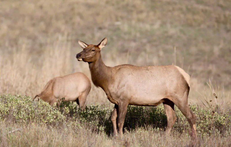 ConservationFLs's tweet photo. To reduce the Jackson Hole Elk Herd, the US National Park Service issued 475 hunting permits for Teton National Park this year. Only antlerless elk could be harvested, &amp; hunters had to submit a lymph node from their elk to test for chronic wasting disease. https://t.co/2JVAZZHoly https://t.co/6ayCayJ8Ks