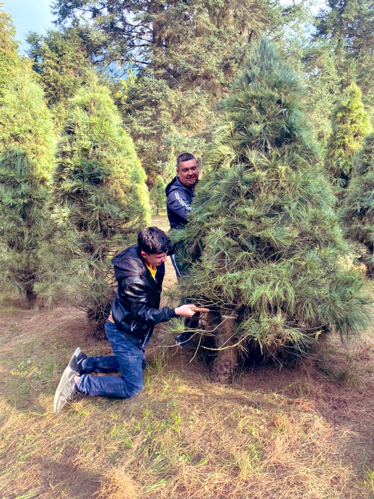 Marianapiedrabu's tweet photo. Cortar el #Arbolitodenavidad en la #RegionVolcanes del #EdoMex es una tradición para las #Familias #Mexiquenses y #Mexicanas la #Navidad llegó! Disfruten mucho estos momentos en familia! https://t.co/IRi7JjTe2E