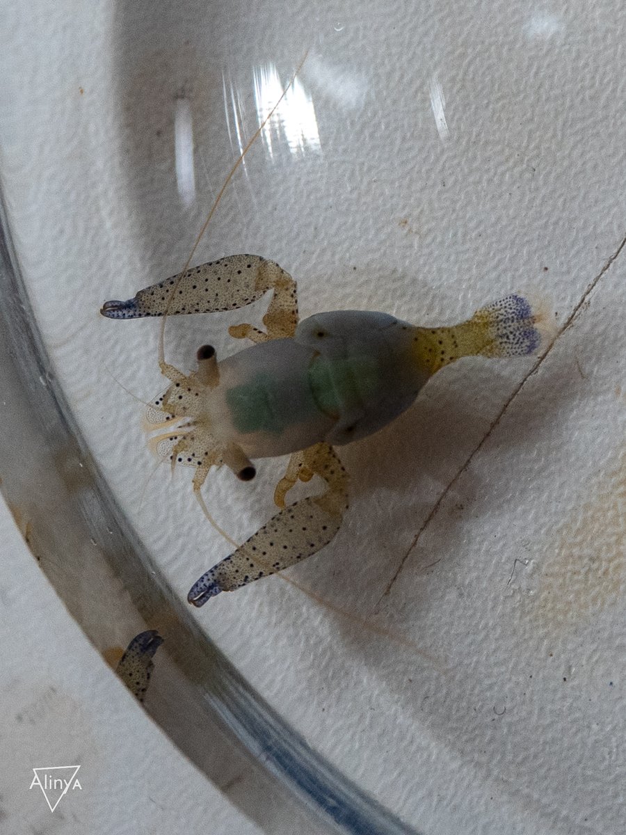 While waiting on Liz's coral colonies to spawn (they didn't), we spied the most adorable crustacean! (Maybe a Pontoniine shrimp?) 📷@CaitlinAlinya