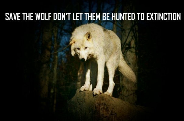 WolfWarriorLoki's tweet photo. @SecDebHaaland @POTUS @FLOTUS You have so much blood on your hands! Do your job already! @Interior @USFWS
#EmergencyRelistAllWolvesNOW #StoptheSlaughter https://t.co/m3ObqIqF41