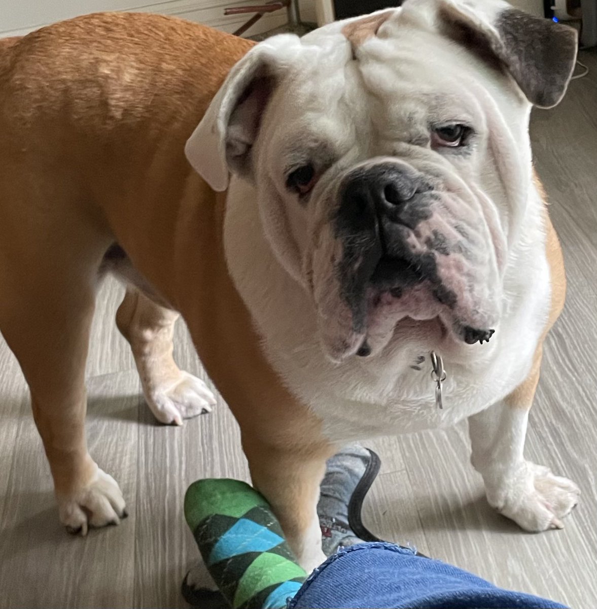 Adam Rich 🦍 tweet media