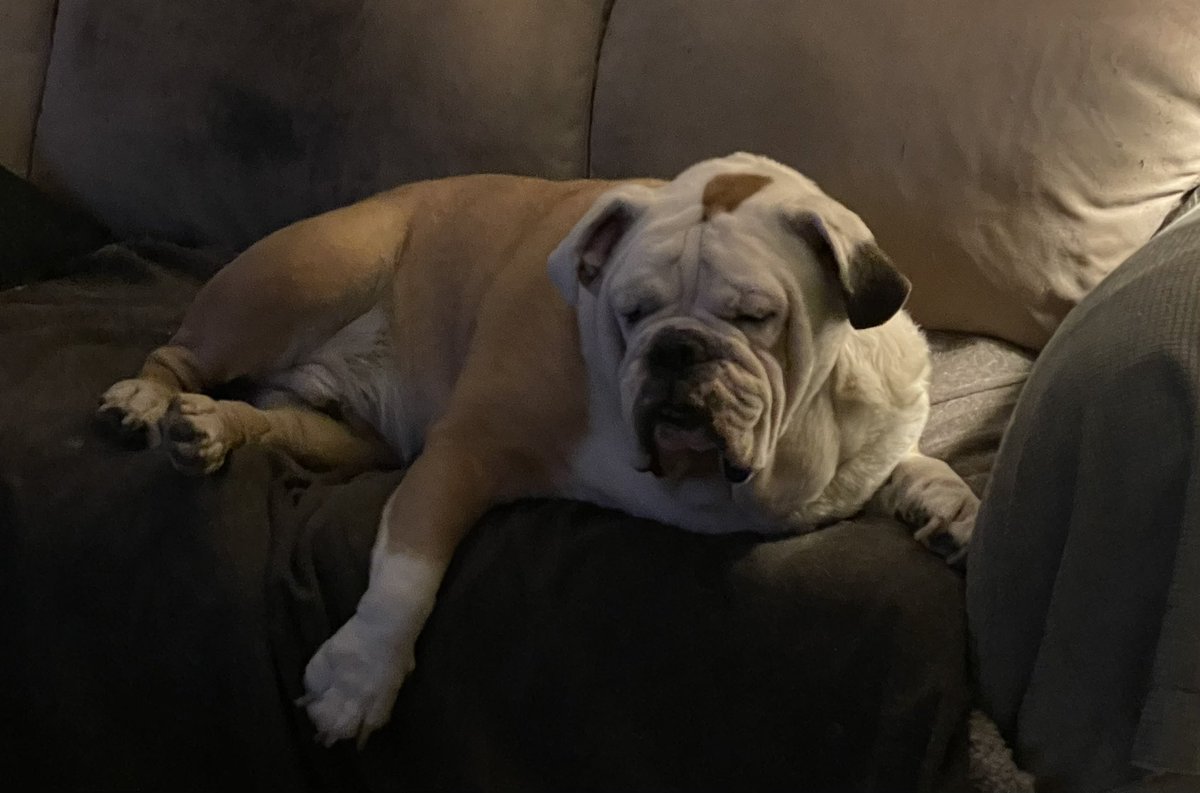 Adam Rich 🦍 tweet media