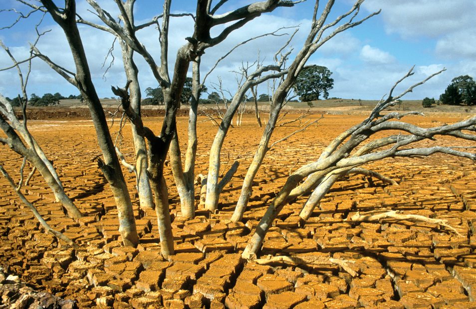 csiroDAP's tweet photo. What does the future look like? Direct climate change impacts on growth and drought risk in blue gum (Eucalyptus globulus) and radiata pine (Pinus radiata) plantations in Australia.  https://t.co/5Lx1oNVUy8 #climatechange #dought #modelling (Image: CSIRO) https://t.co/jzeAUpgznm