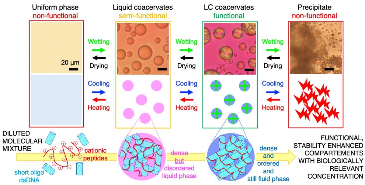 Crystals_MDPI's tweet photo. #Highly_cited 
"Liquid Crystal Peptide/DNA Coacervates in the Context of Prebiotic Molecular Evolution" by Tony Z. Jia and Tommaso P. Fraccia. @t_z_jia @TommasoFraccia

👉You can read it here: https://t.co/NeOCBpVXOF

#liquid_crystals
#complex_coacervation
#phase_separation https://t.co/rMNWoUILWv