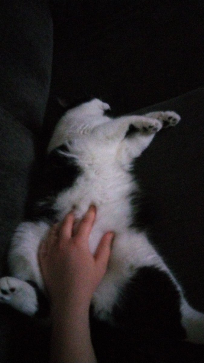 Ambam_7's tweet photo. @ColleenB123 my cat says "give my mom a sweatshirt so she'll stop tweeting and keep petting me!" 😂 https://t.co/5K1DzZvQyJ