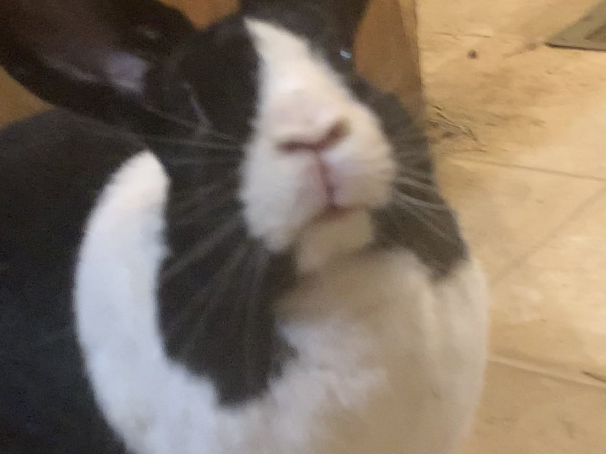 preciousways12's tweet photo. Wilson: are you going to feed us tonight???? https://t.co/fWxckhMv4v