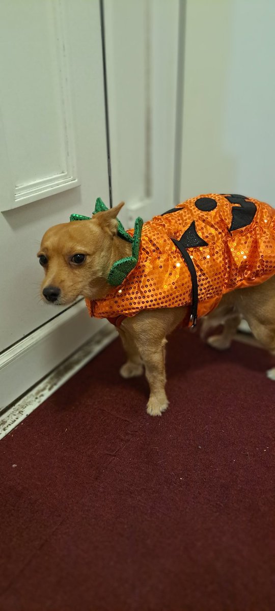 StaceyW17544370's tweet photo. We didn't have twitter when it was Halloween but here is my costumes mom and dad got pumpkin and monster #preciouslittlebott🐶🐾💙 #mommyslittlemanbott🥰❣️ #unconditionallove💚 #myabsoluteworld🌎🥰💙 #jackawawa #chihauacrossjackrussel #jackchi https://t.co/IORiggxZrf